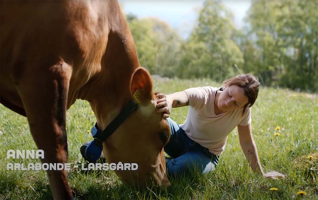 Lagrade ostklassiker från Arla - Smaker för stunder att minnas